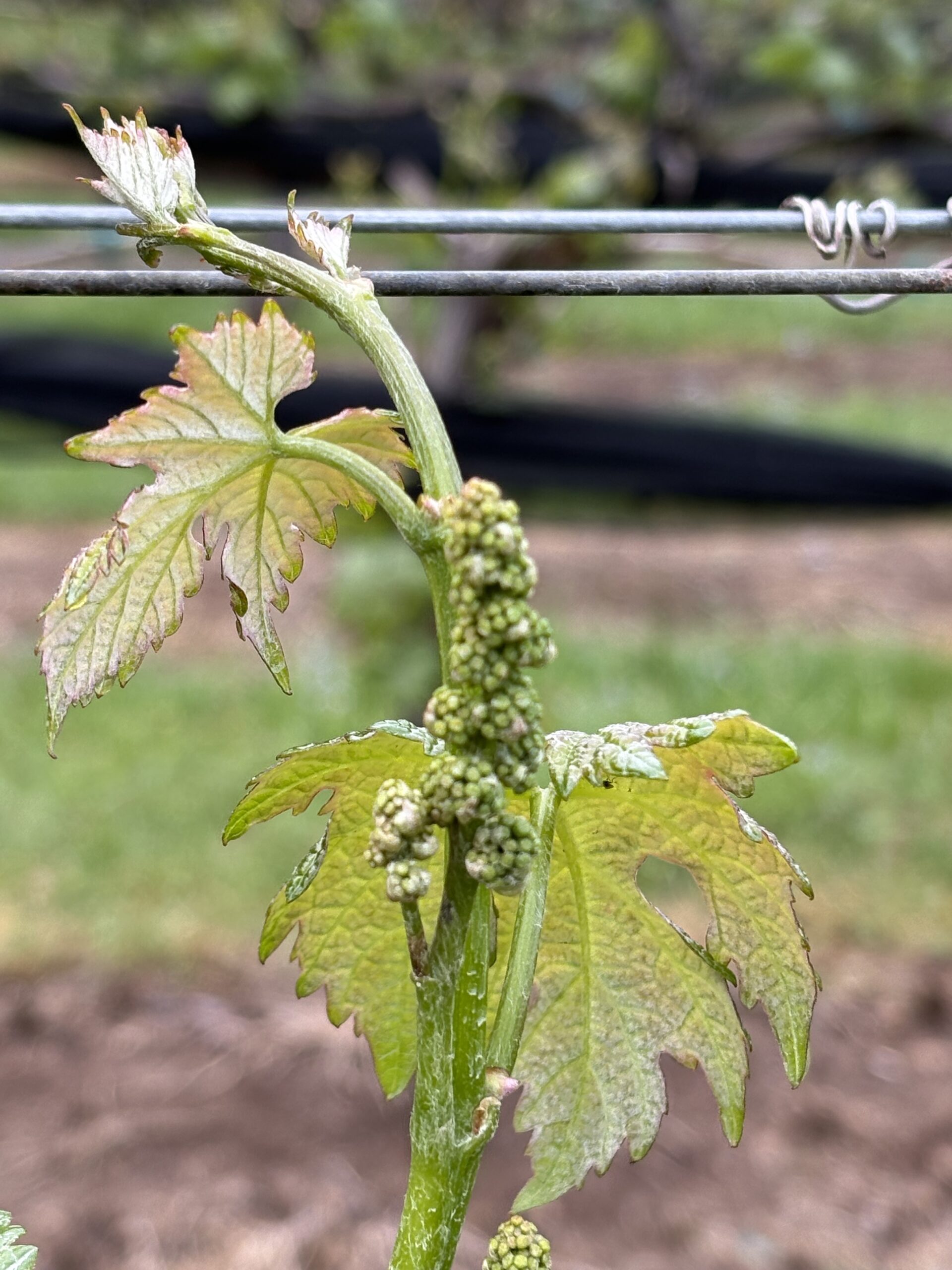 This is wine country
