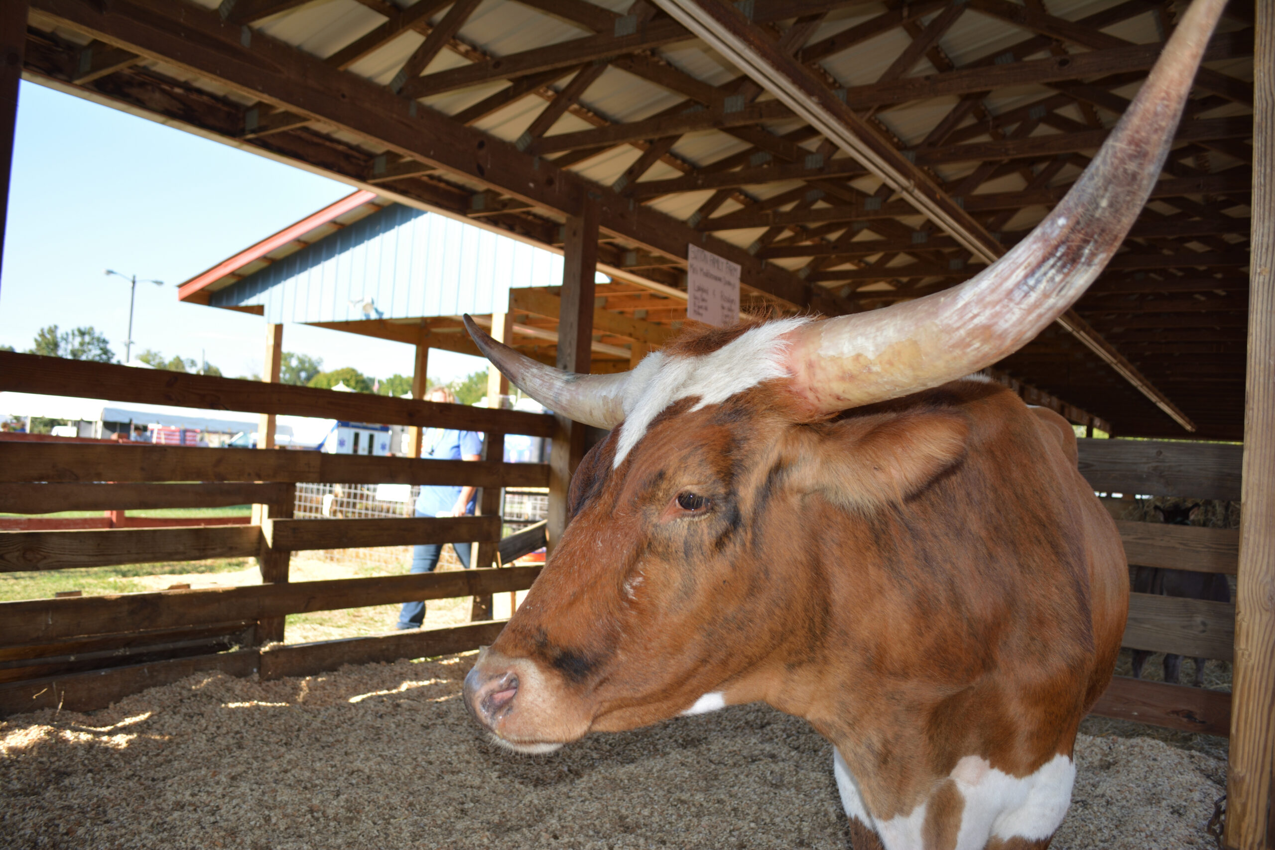 Scenes from the Macon County Fair