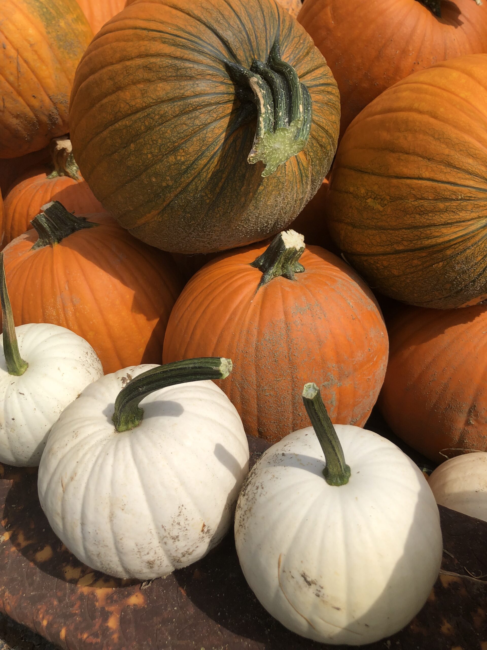 Fall a prime time for pumpkin treats