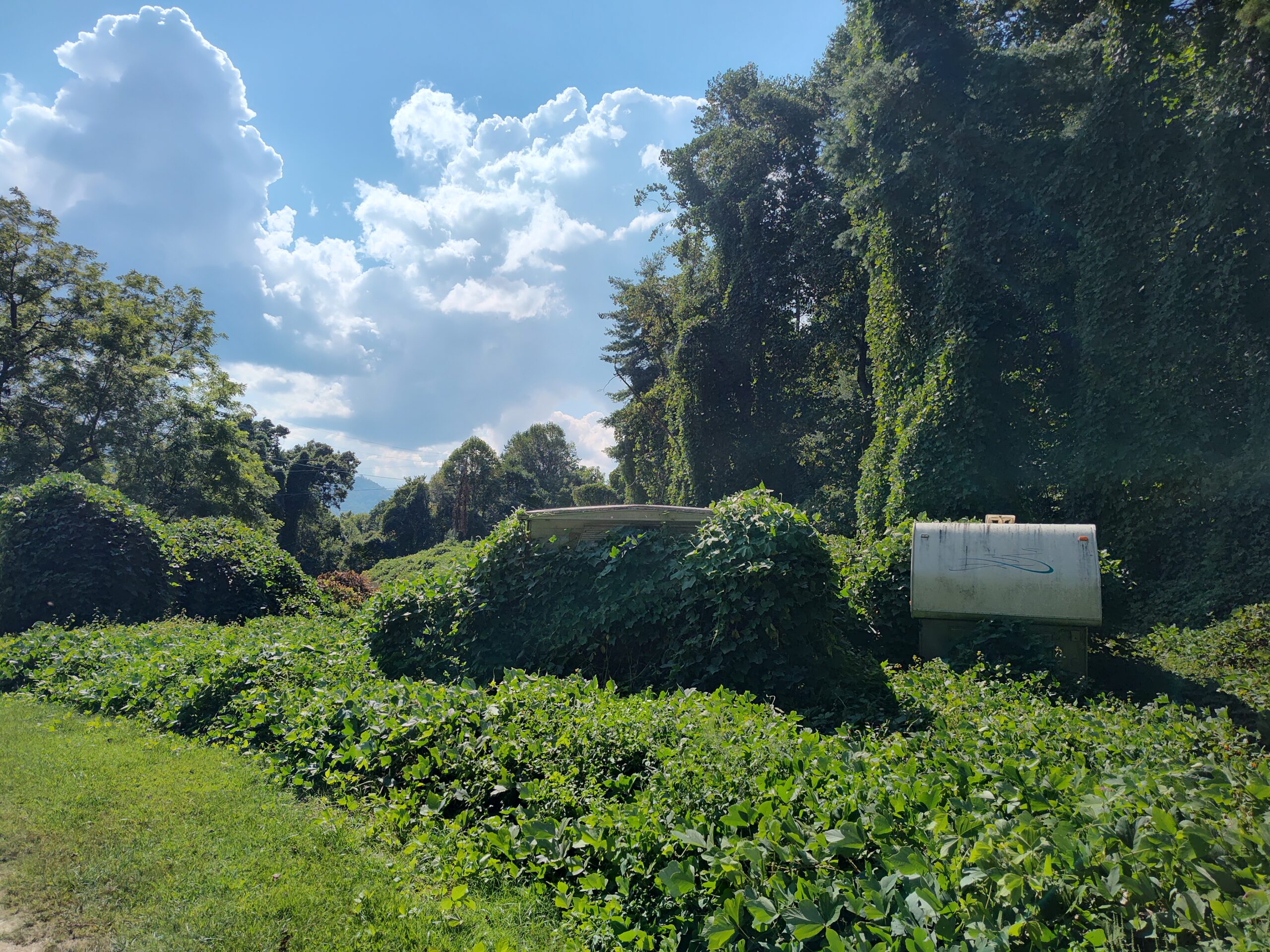 Kudzu a rapidly growing invasive weed with Asian origins